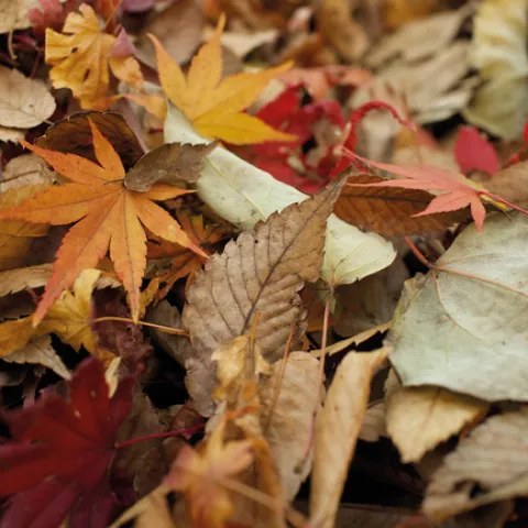 Fall leaves, another look. (reuthes.com)