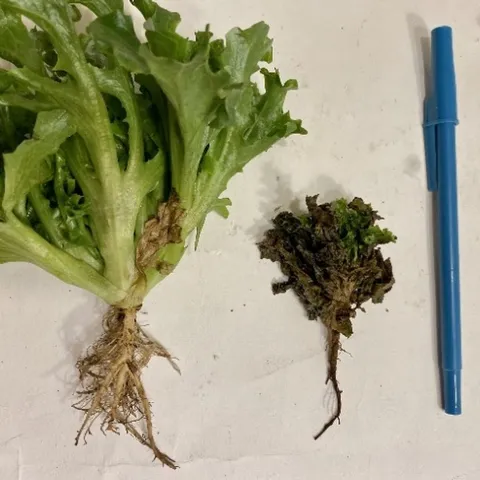 Photo 1 - Healthy plant.tif