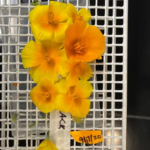 Doctoral student Shawn Christensen will present "Nectar Microbes Induce Pollen Germination to Access Scarce Nutrients" at the Davis Botanical Society meeting on Nov. 19. (Photo by Shawn Christensen)