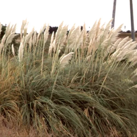Invasive pampasgrass (Credit: J DiTomaso)