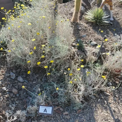 Baileya multiradiata - photo by Paula Pashby