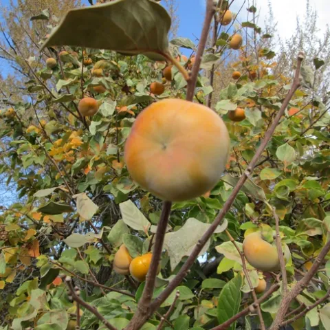 A Fuyu type Persimmon