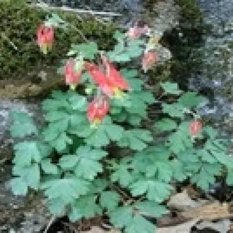 wild red columbine