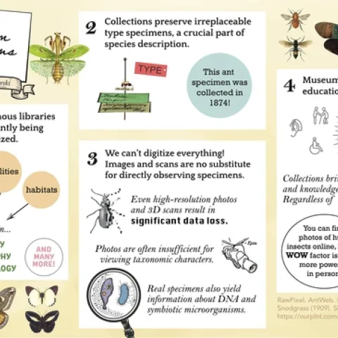 UC Davis doctoral student Jill Oberski won first place for her entry, “Why Do Museum Collections Matter?” in the Graduate Infographics category, Systematics, Evolution and Biodiversity Section.