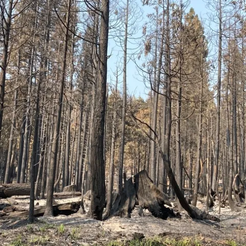 A dense stand pine trees and firs burned by the 2020 Creek Fire.