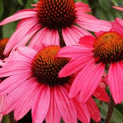 echinacea