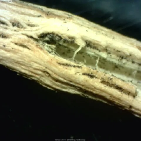 Thousands of microsclerotia, small, black propagules of V. dahliae, formed on susceptible crop residue and remained intact post residue incorporation.