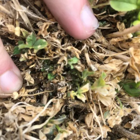 This is a field of alfalfa in Nevada damaged by blue alfalfa aphid in 2020, early season.