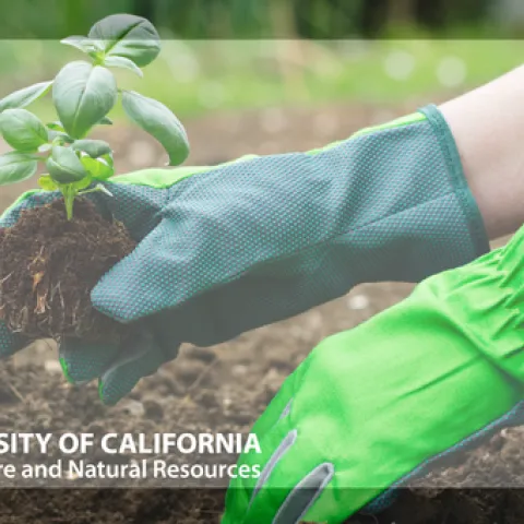 Green garden gloves planting