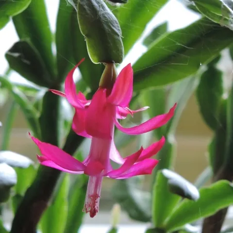 Christmas cactus flower. (pixabay.com)