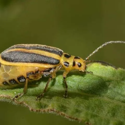 An adult goldenrod leaf beetle. (Photo courtesy of Andre Kessler)