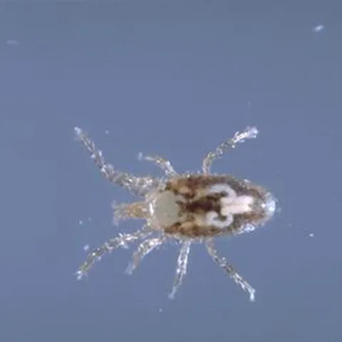 Figure 1. Adult tropical rat mite. (Credit: Jack Kelly Clark)