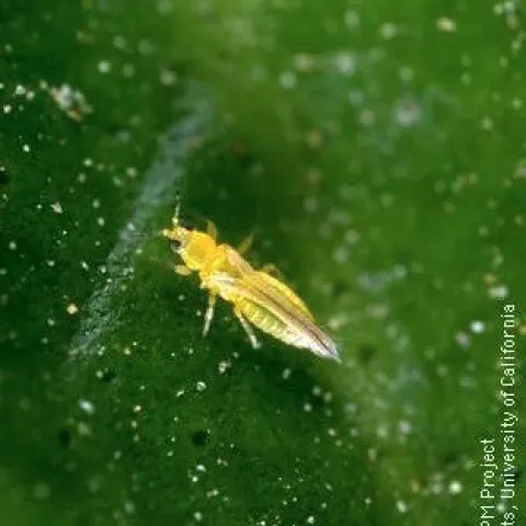 citrus thrips