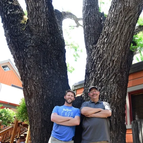 Forest entomologists Jackson Audley (left) and the late Steve Seybold next to a black walnut tree, the victim of thousand cankers disease, in downtown Davis. (Photo by Kathy Keatley Garvey)
