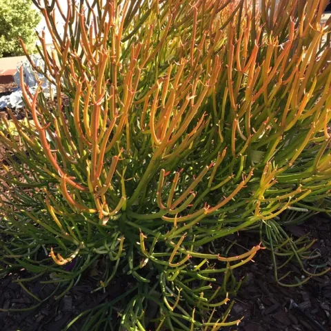 Photo by Leslie Stevens