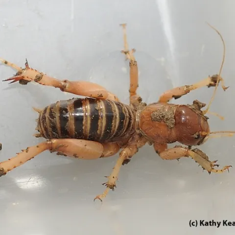 This is a Jerusalem cricket, commonly known as a "potato bug." Someone once described it as a "cricket on steroids." (Photo by Kathy Keatley Garvey)