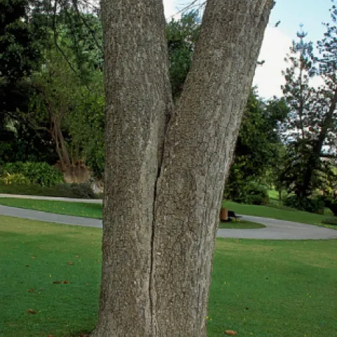 Multiple trunks - Inspect where the trunks meet