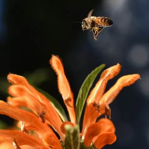 A honey bee heads for the lion's tail, Leonotis leonurus, in Vacaville, Calif. on a sunny day in December.