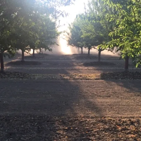 The same almond orchard as above, but at harvest time. Photo by Katherine Jarvis-Shean.