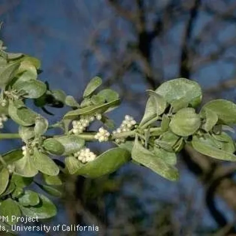 Foliage and fruit of broadleaf mistletoe.(Jack Kelly Clark)