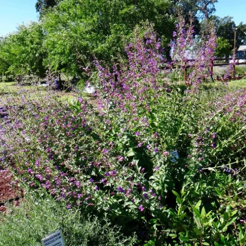 Almond Orchard behind the Native Plant Garden, Brent McGhie