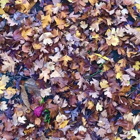 A leafy carpet of Hawthorn leaves