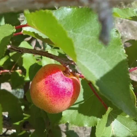 Apricot