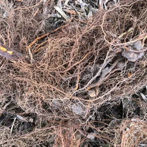 Photo 1: Pronounced growth on rootsl typical of crown gall.