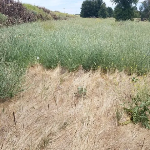 Photo 2. In June of 2019, early and mid-season additions of Transline virtually eliminated yellow starthistle