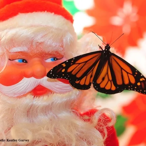 Santa Claus greets a monarch, which scientists say may be heading for extinction. (Photo by Kathy Keatley Garvey)