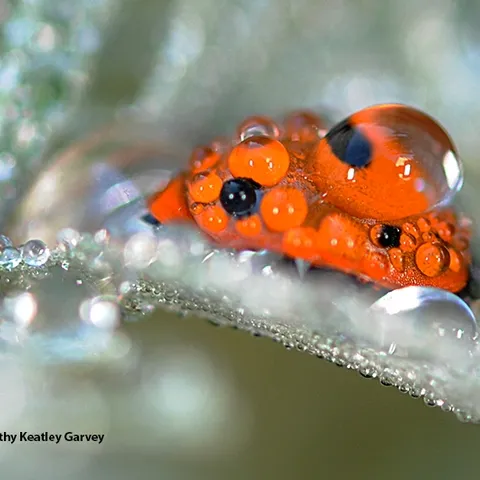 A lady beetle, aka ladybug, covered with rain droplets on Artemisia in Vacaville, Calif. (Photo by Kathy Keatley Garvey)