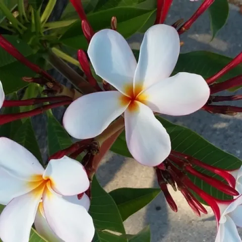 Photo by Polly Nelson