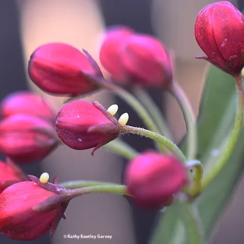 This "floral bouquet" of milkweed contains four monarch eggs. Image taken in Vacaville, Calif. (Photo by Kathy Keatley Garvey)