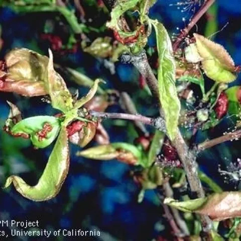 Peach leaves deformed by peach leaf curl. (Jack Kelly Clark)