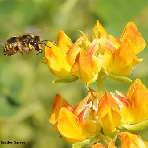 A European wool carder bee, Anthidium manicatum, heads for a snapdragon. (Photo by Kathy Keatley Garvey)