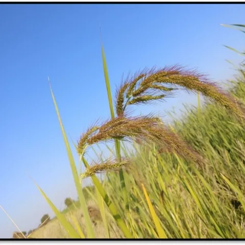 New/Unknown watergrass biotype in the field.