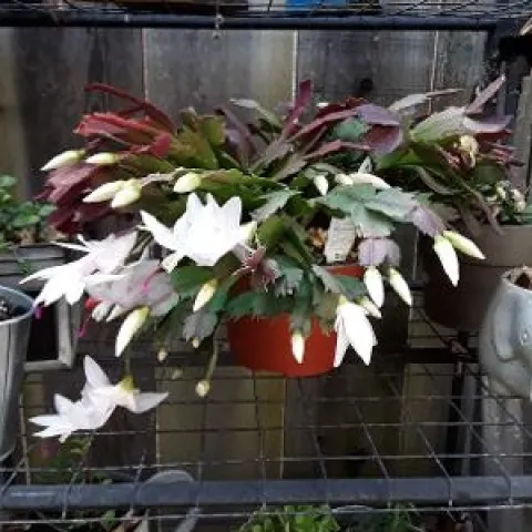 photo by Betty Victor