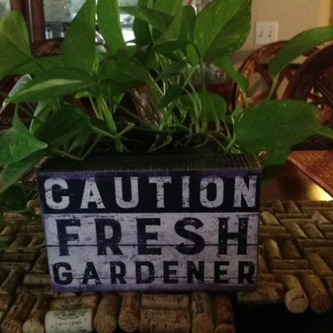 photo by Jenni Dodini