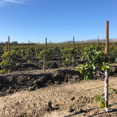 For the high-density planting study, avocado trees were spaced 10’x10’ or 430 trees per acre. Traditional plantings of avocados are spaced 20’x15’ or 145 trees per acre. Photo by Ben Faber