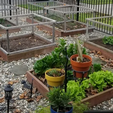 Raised bed preparation. (T. Pellegrini)