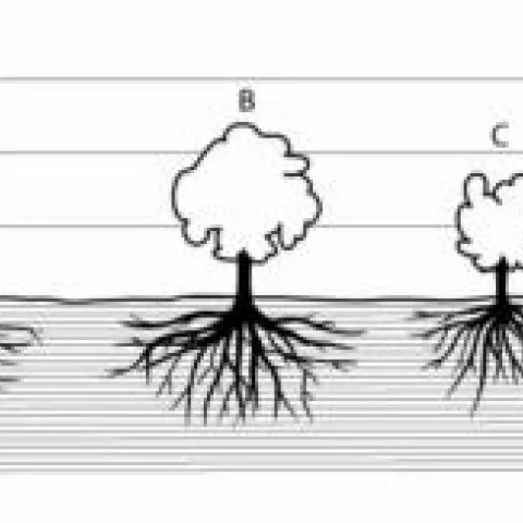 Size control in temperate fruit trees. (A) Standard variety with no size control; (B) and (C) standard variety on semidwarfing rootstock or semidwarf variety; (D) standard variety on dwarfing rootstock. (from The CA Master Gardener Handbook)