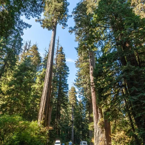 Towering coastal redwoods frame a Northern California highway. (Photo: Wikimedia Commons)