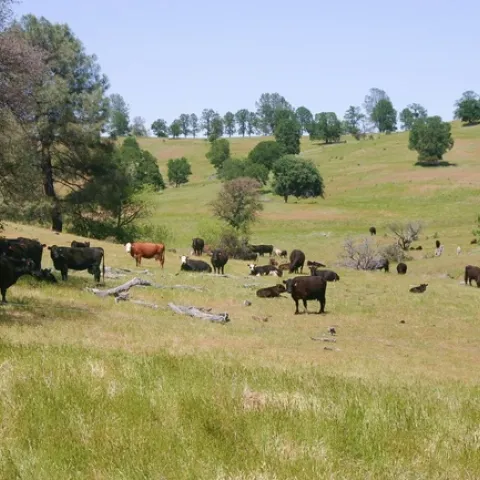 Cattle graze California rangeland.