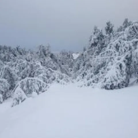 avocado snow Temecula