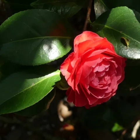 Camellia. (guillaume-gaudinat-unsplash)