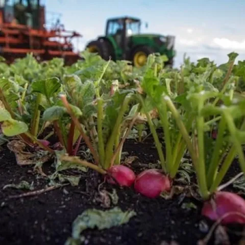 Durante la pandemia se han perdido algunos cultivos en el campos.