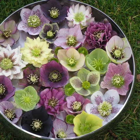 Hellabores, Spring Fever Nursery