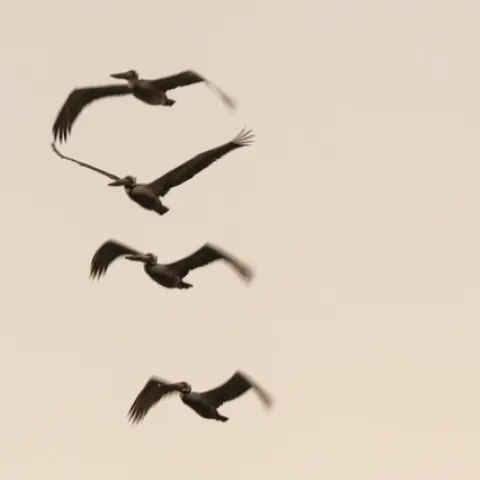 Pelicans fly over "Lake Cahuilla"