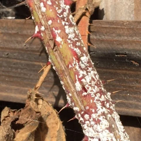 Another photo of older infested cane. Notice abundance of those small oblong shapes. Photo by Mike.