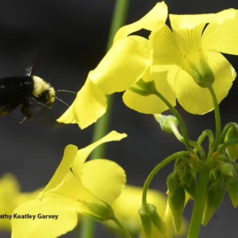 A yellow-faced bumble bee, Bombus vosnesenskii, heads for oxalis blossoms in Benicia on Jan. 13, 2021. (Photo by Kathy Keatley Garvey)
